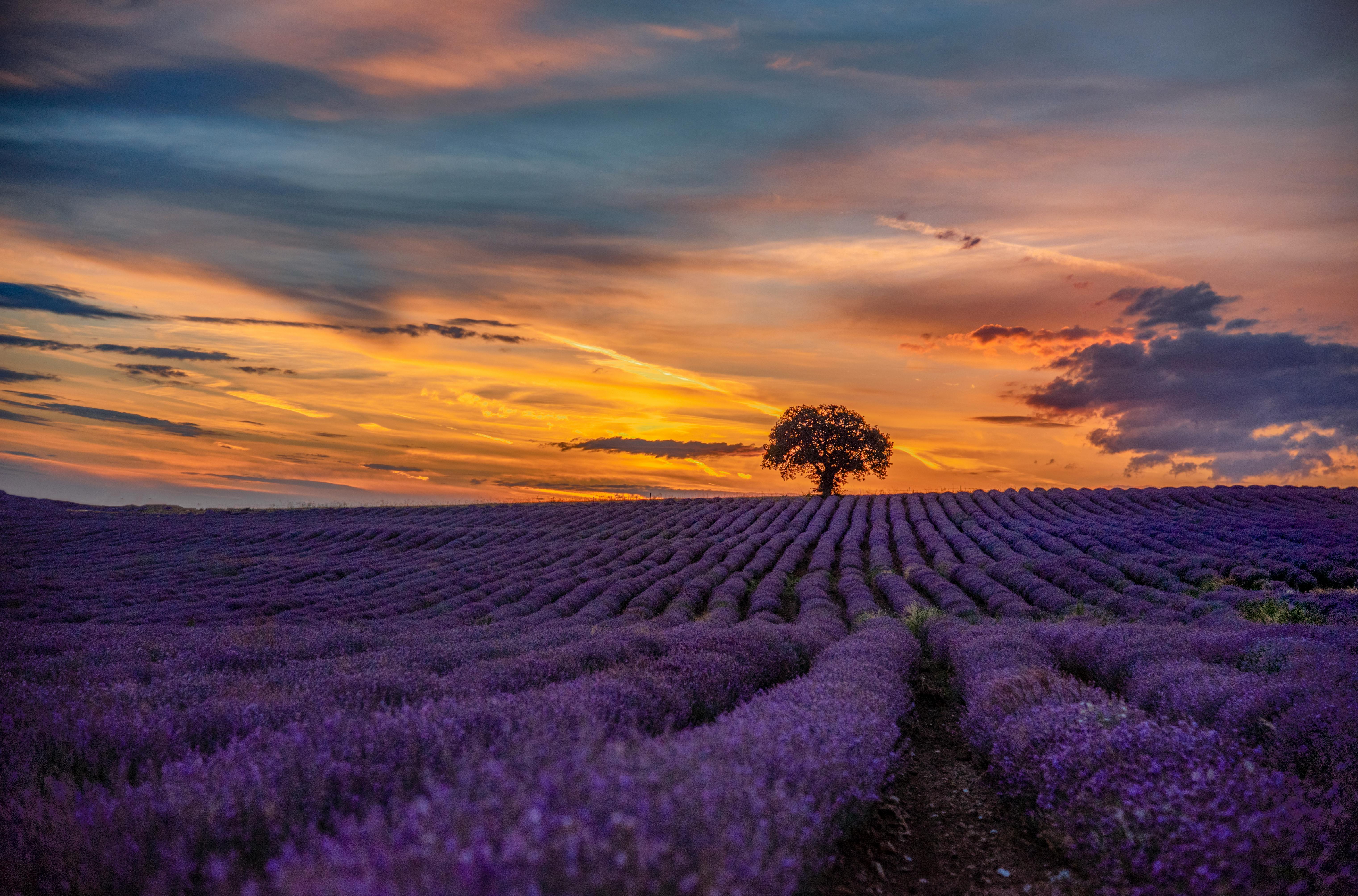 Lavender Background